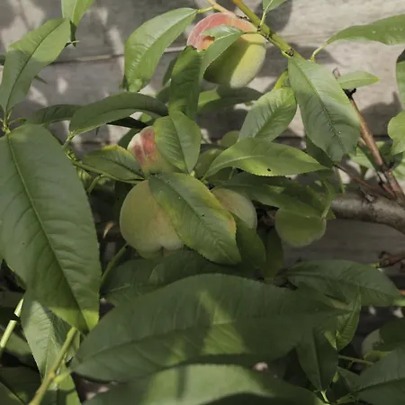 Jan Steen Alojamento de Acomodação e Pequeno-almoço 4*